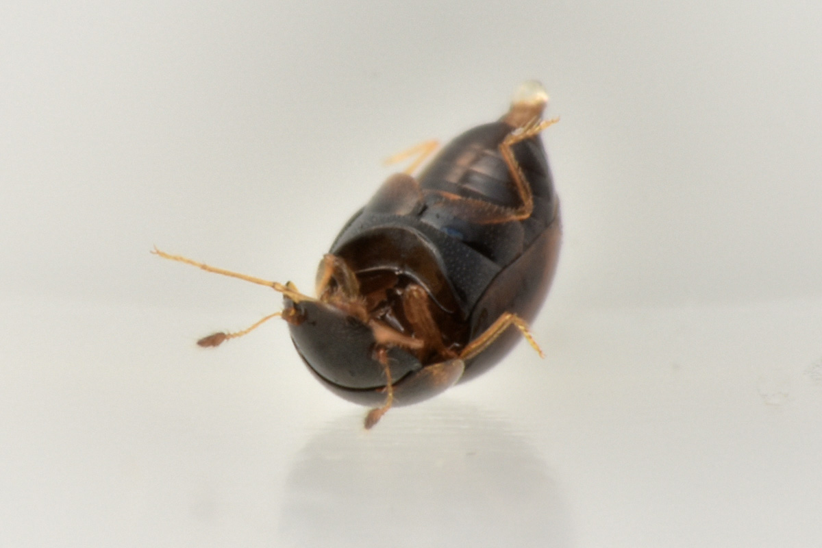 Clambidae: Clambus sp? S.